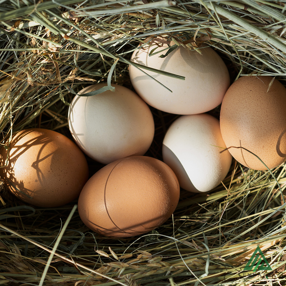 Organik Yumurtanın Normal Yumurtadan Farkı